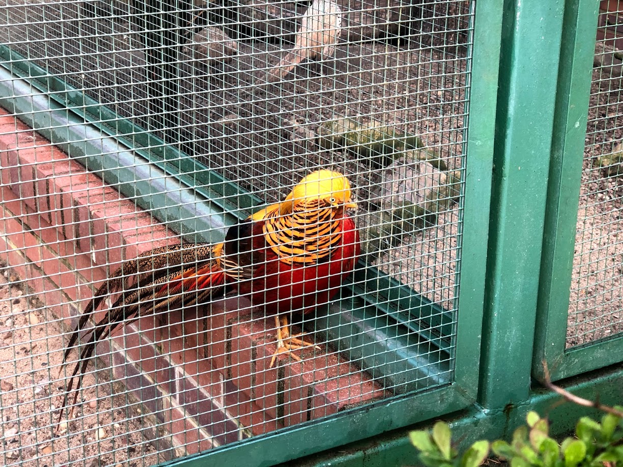 Wildpark Lüneburger Heide- golden pheasant- 2020