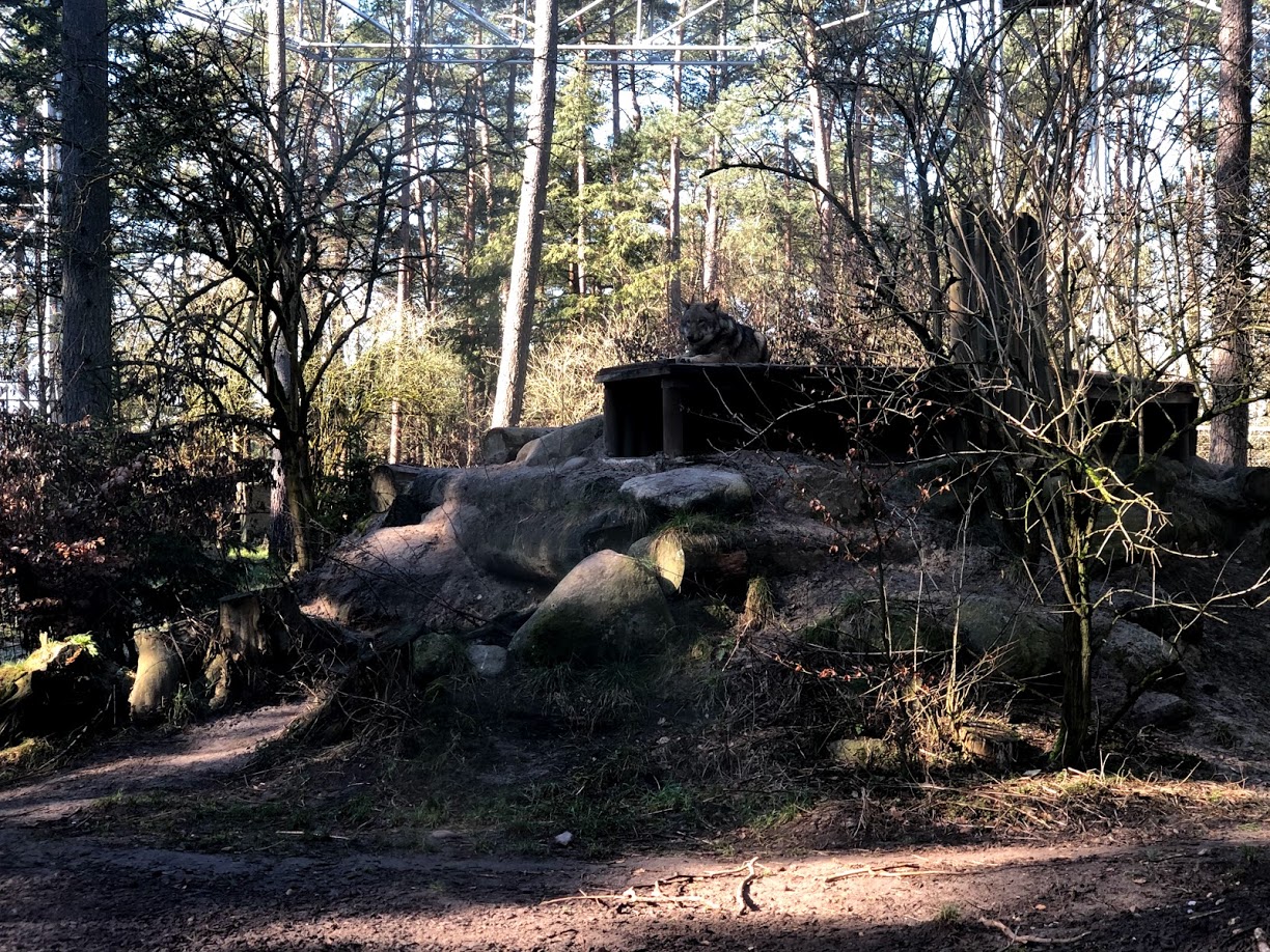 Wildpark Lüneburger Heide- grey wolf enclosure.- 2021