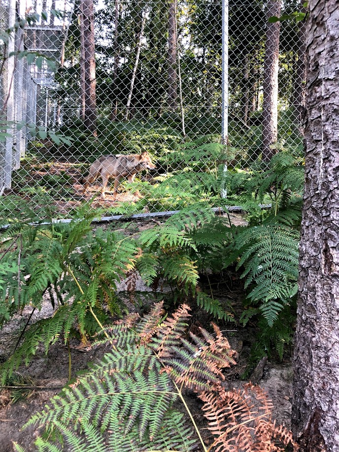 Wildpark Lüneburger Heide- grey wolf walking through dense fern- 2020