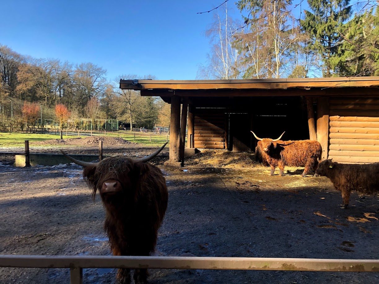 Wildpark Lüneburger Heide- group highland cattle- 2021