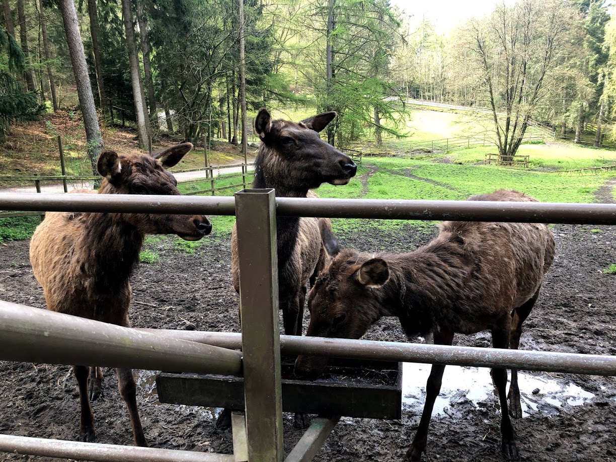 Wildpark Lüneburger Heide- group of female elk- 2021