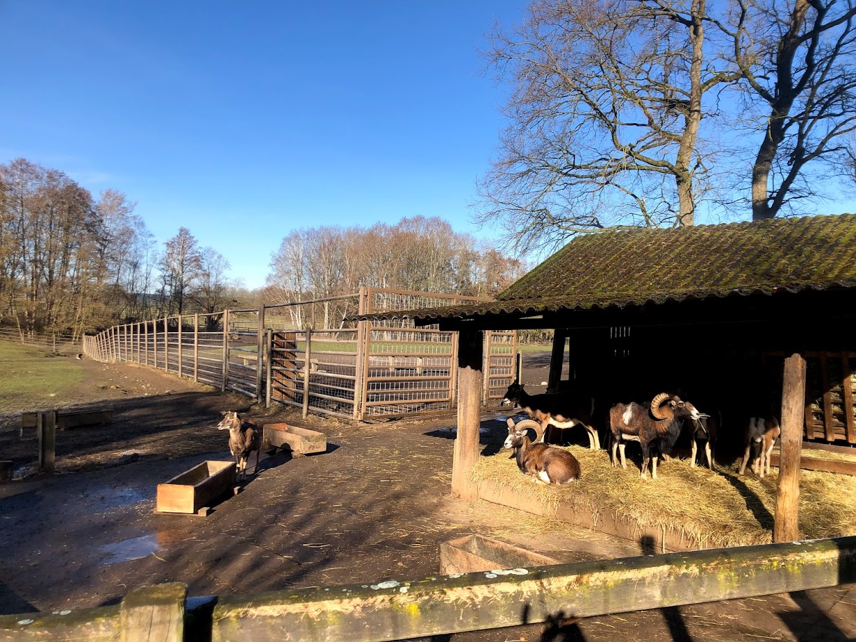 Wildpark Lüneburger Heide- group of mouflons- 2021