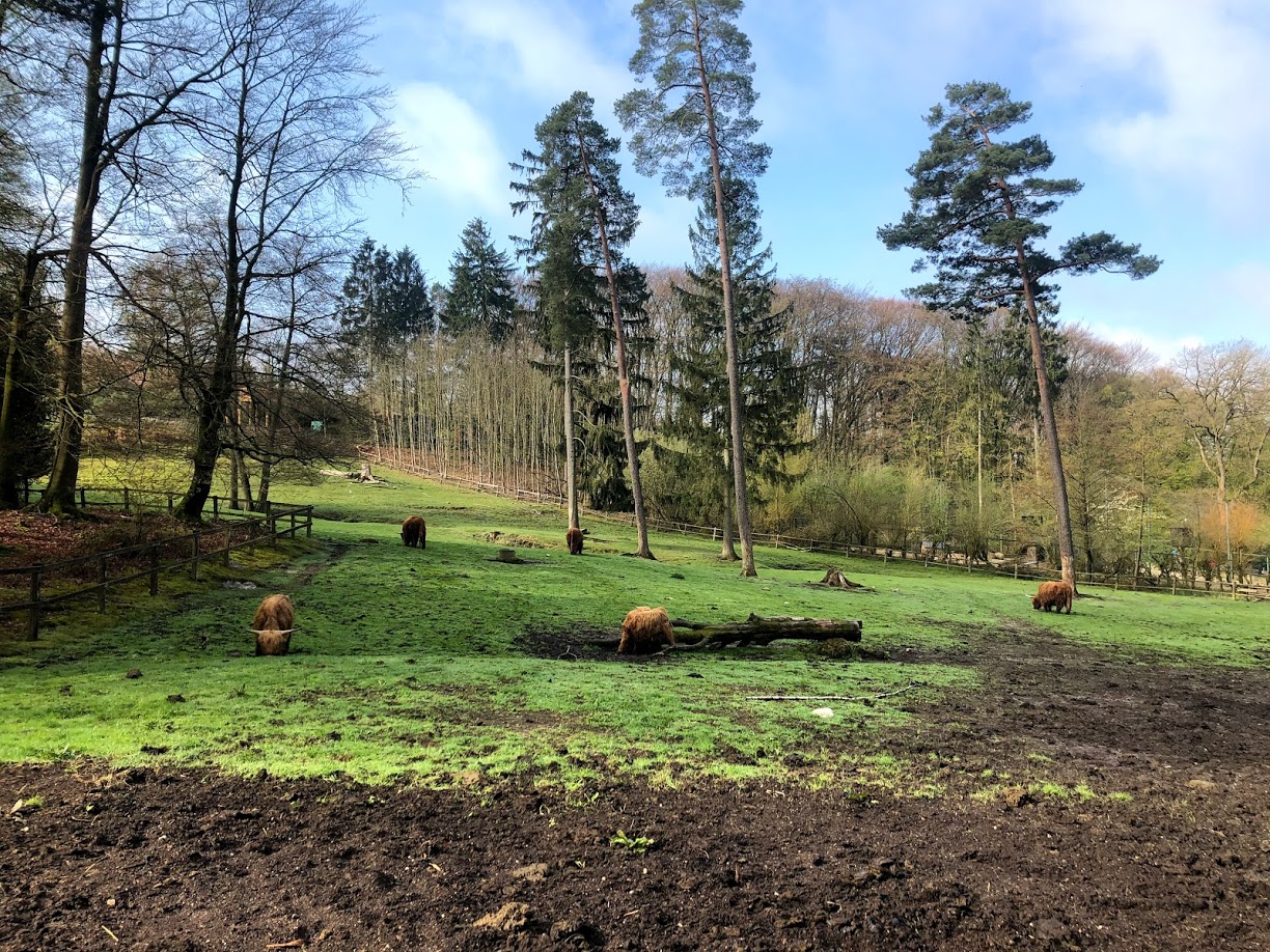 Wildpark Lüneburger Heide- highland cattle group grazing- 2021