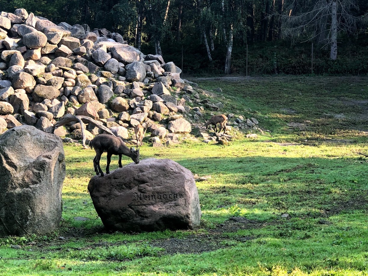 Wildpark Lüneburger Heide- ibex- 2020