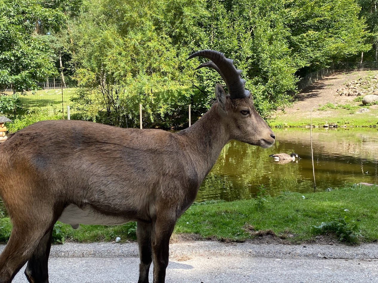 Wildpark Lüneburger Heide- ibex- 2022
