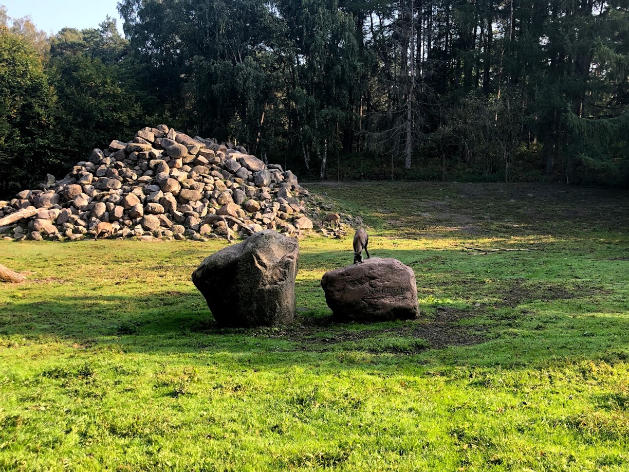 Wildpark Lüneburger Heide- ibex enclosure- 2020