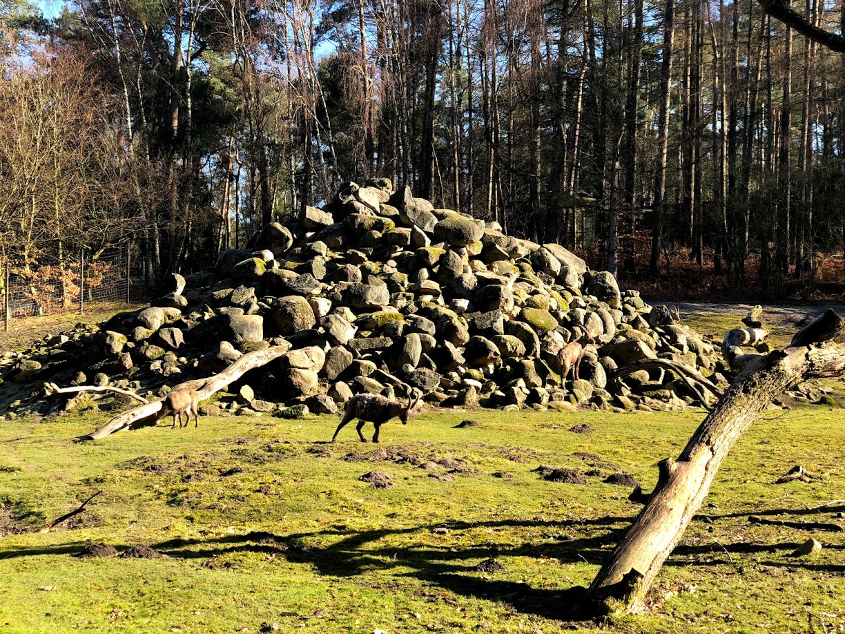 Wildpark Lüneburger Heide- ibex enclosure- 2021