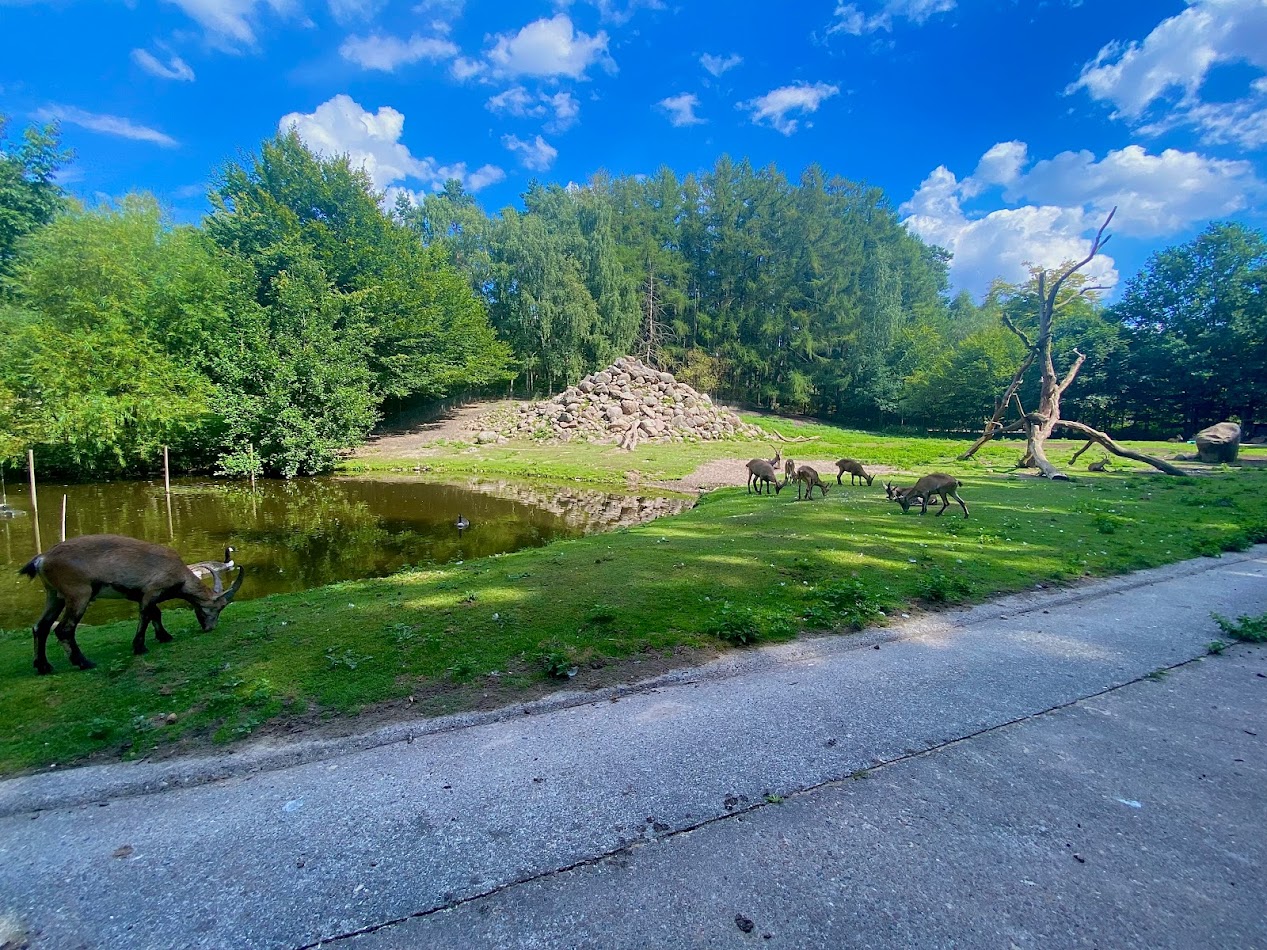 Wildpark Lüneburger Heide- ibex enclosure- 2022