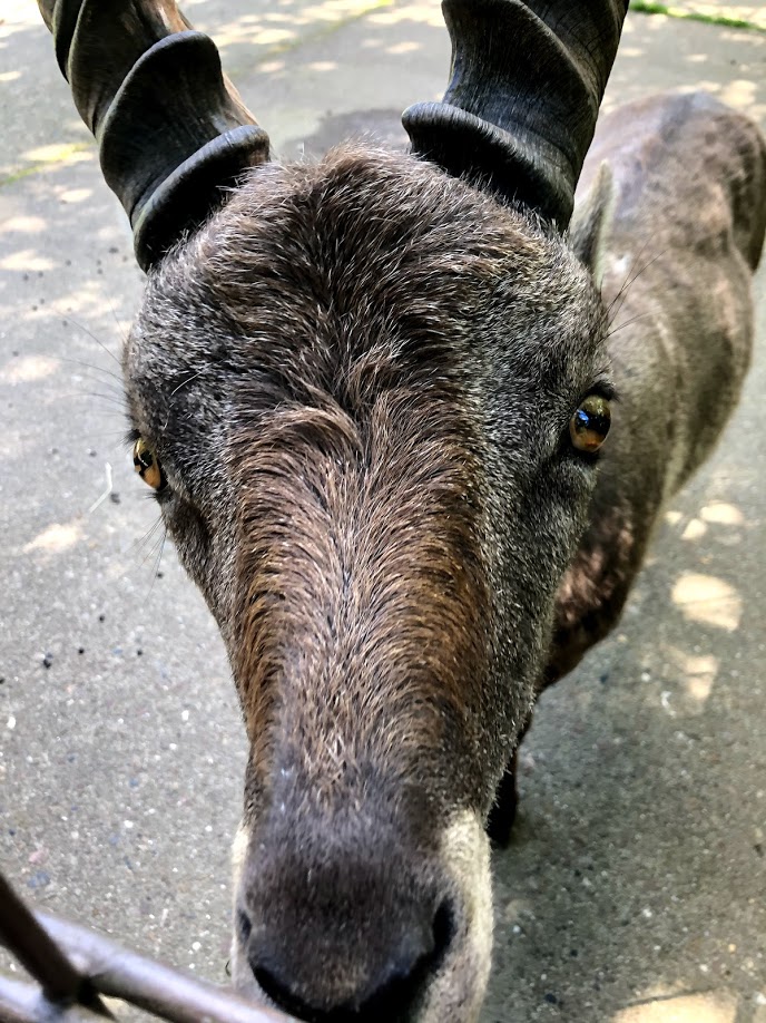 Wildpark Lüneburger Heide- ibex up close- 2021