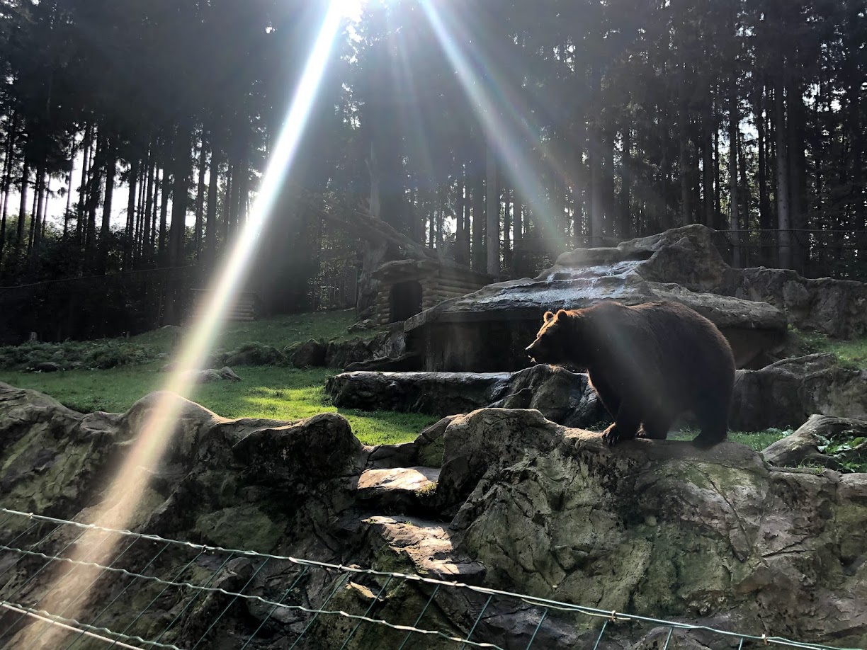 Wildpark Lüneburger Heide- Kamchatkan brown bear- 2020