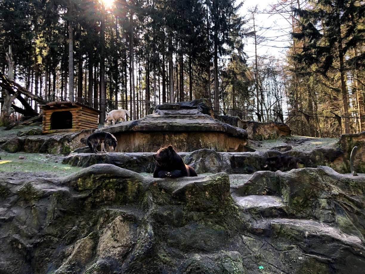 Wildpark Lüneburger Heide- Kamschatkan bear and three timber wolves- 2021