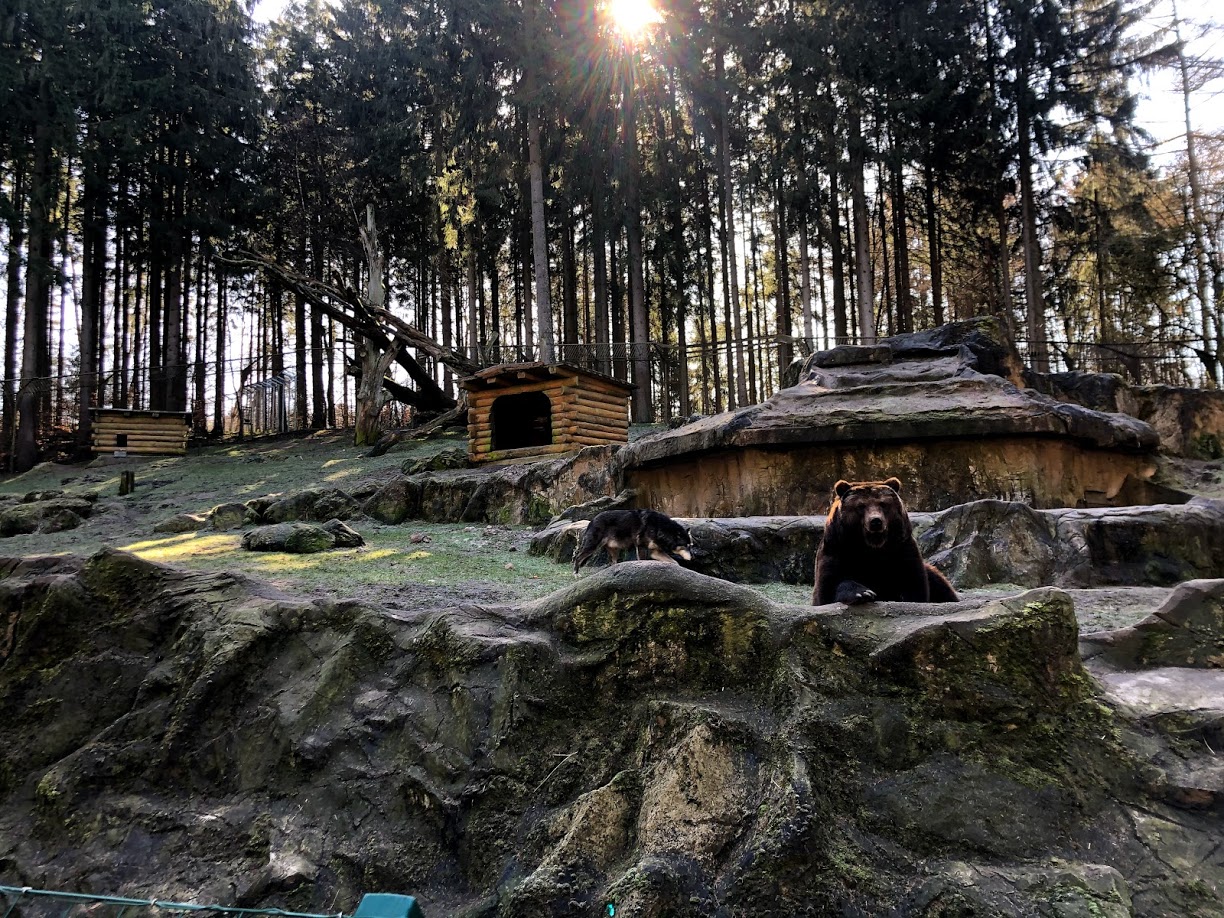 Wildpark Lüneburger Heide- Kamschatkan bear and timber wolves- 2021