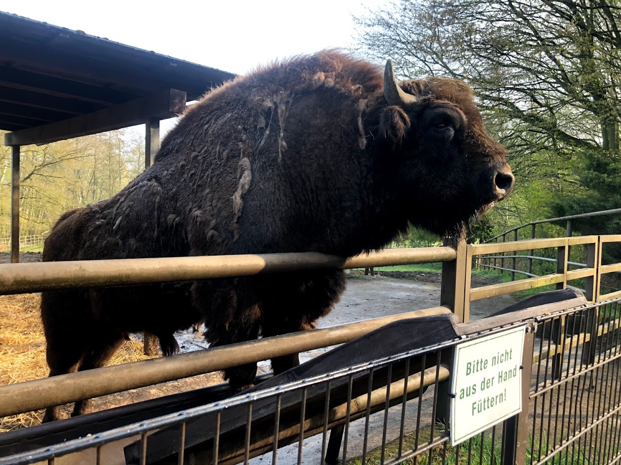 Wildpark Lüneburger Heide- male European bison- 2021