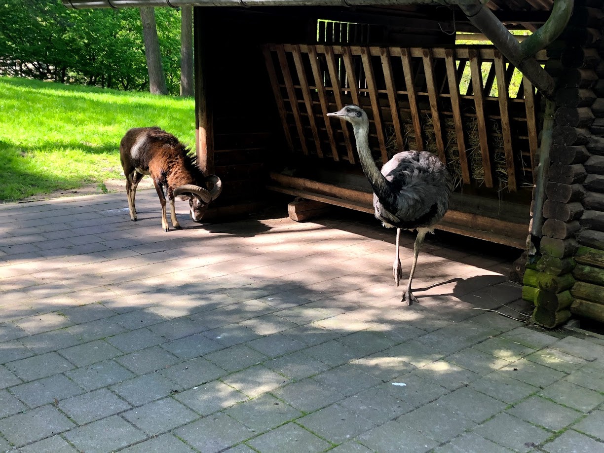 Wildpark Lüneburger Heide- male nandu and mouflon- 2021
