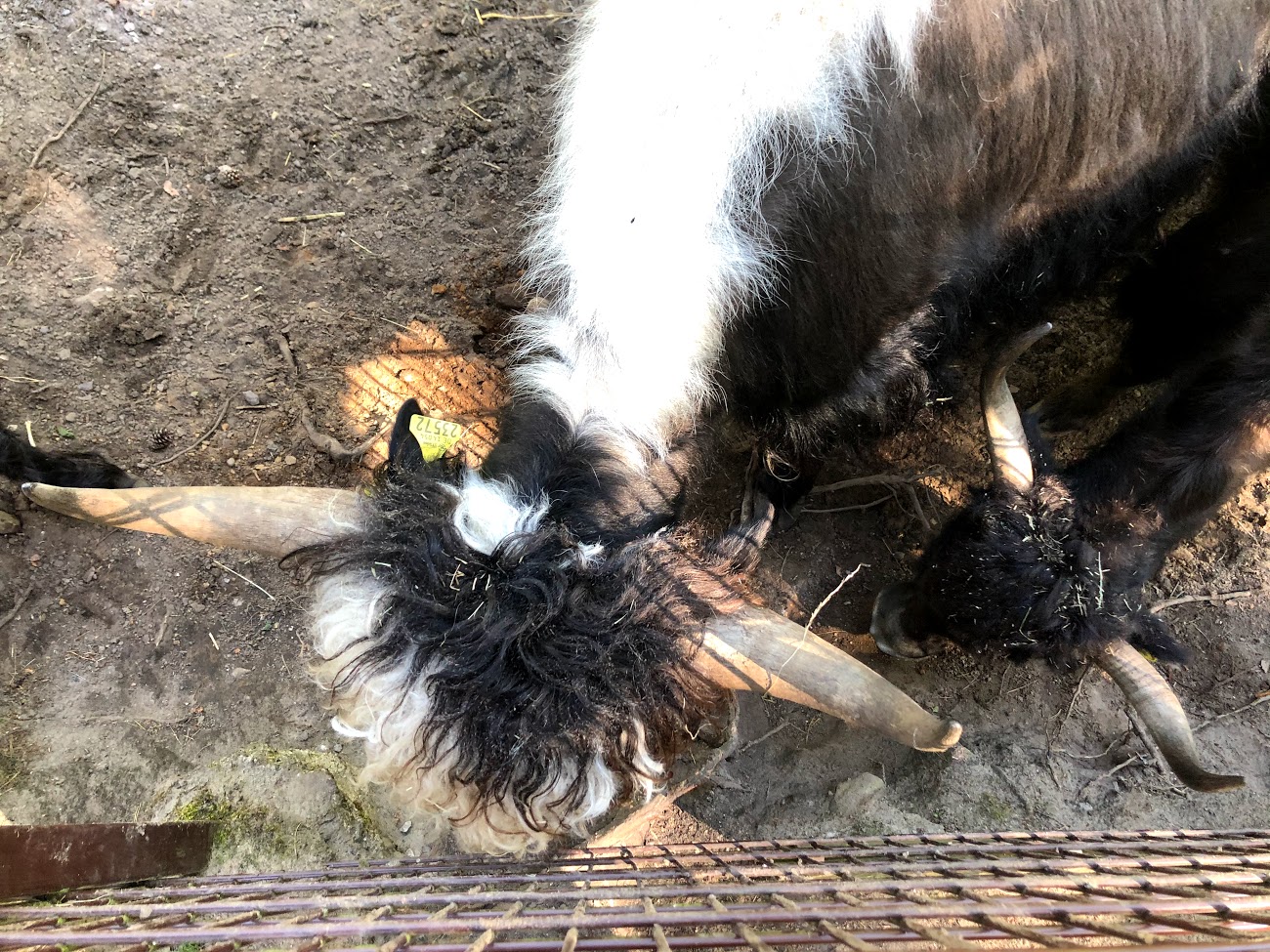 Wildpark Lüneburger Heide- male yak- 2021