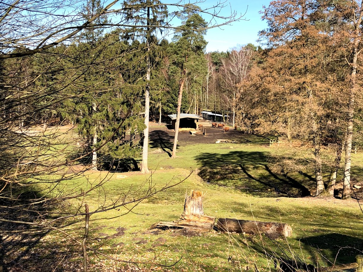 Wildpark Lüneburger Heide- massive highland cattle enclosure- 2021