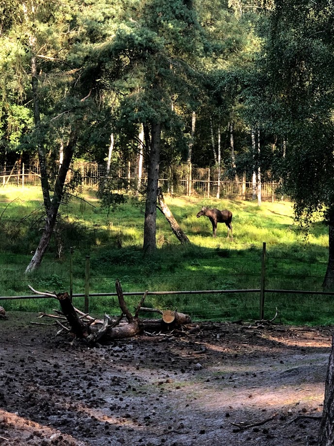 Wildpark Lüneburger Heide- moose standing in its enclosure- 2020