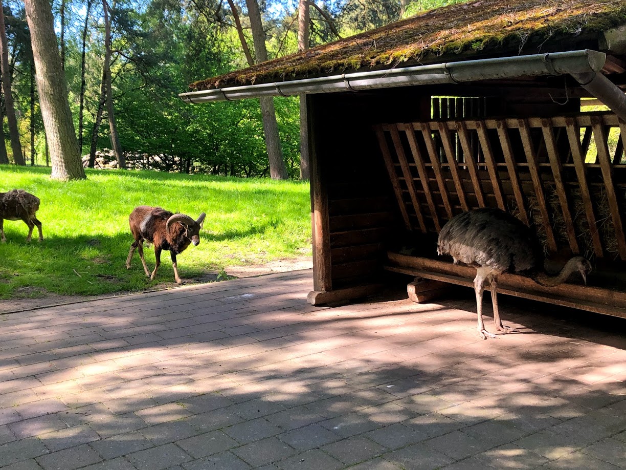Wildpark Lüneburger Heide- mouflon and male nandu at feeding station- 2021