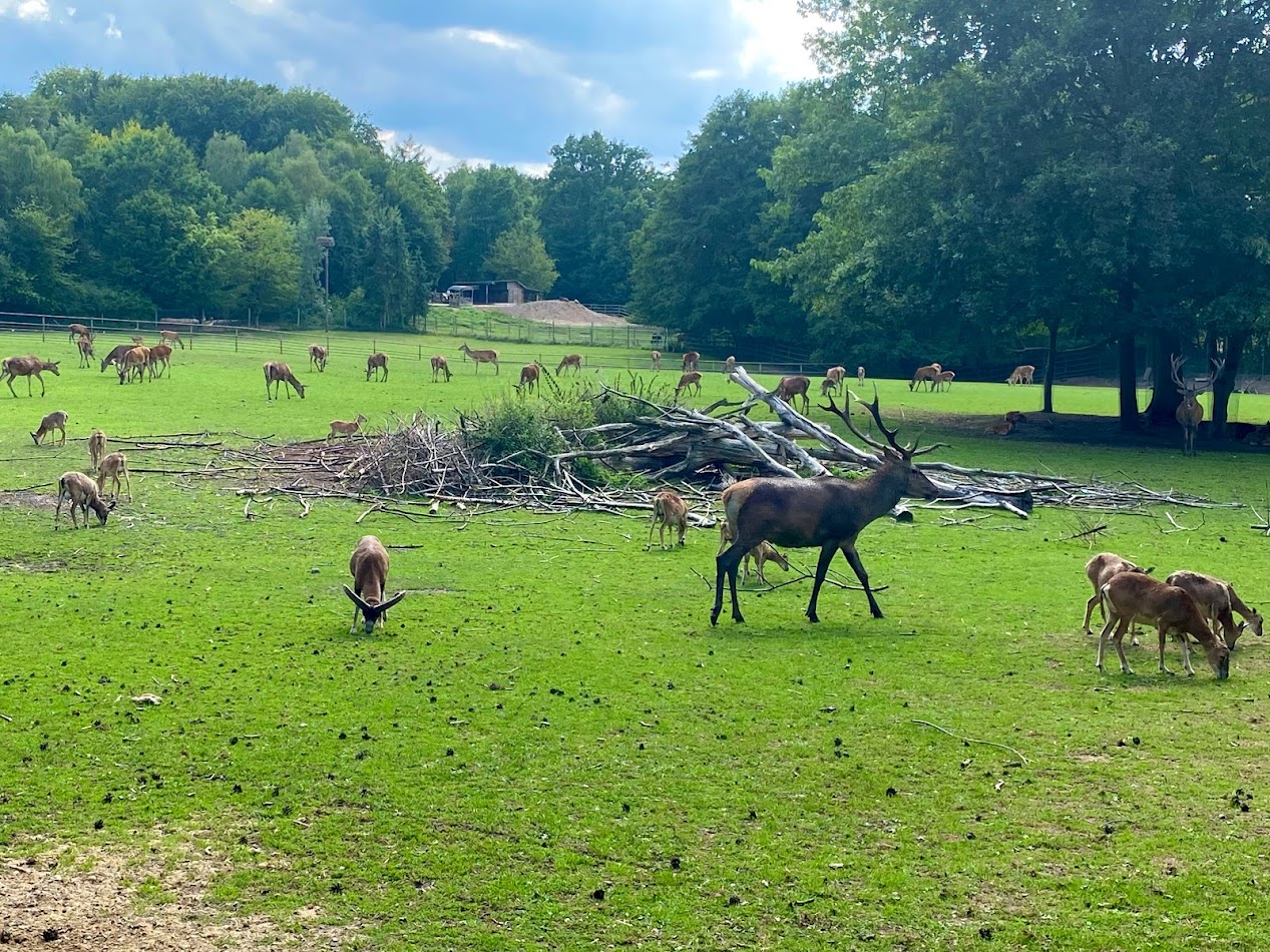 Wildpark Lüneburger Heide- mouflon and red deer paddock- 2022