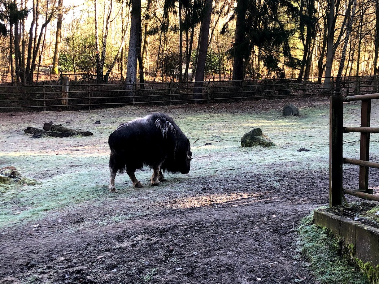 Wildpark Lüneburger Heide- musk ox grazing- 2021