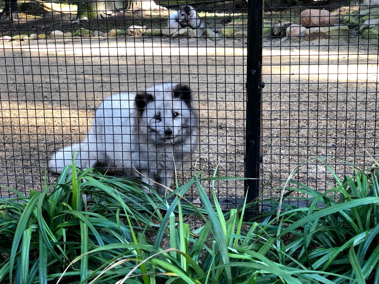 Wildpark Lüneburger Heide- partly blind polar fox- 2021
