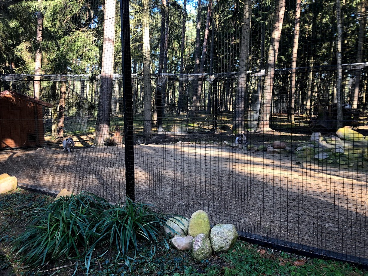 Wildpark Lüneburger Heide- polar fox exhibit- 2021