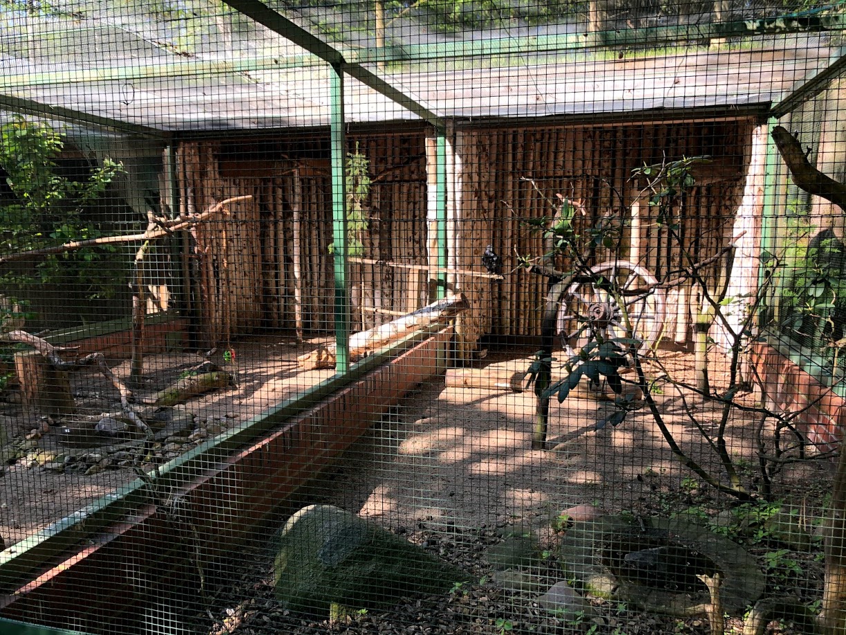 Wildpark Lüneburger Heide- raven aviary- 2021