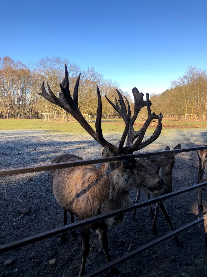Wildpark Lüneburger Heide- red deer- 2021