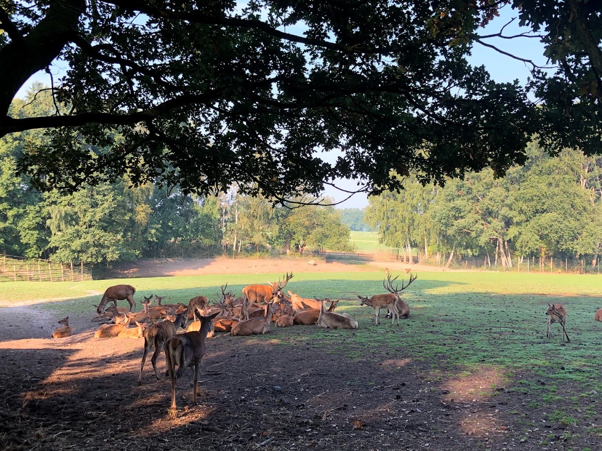 Wildpark Lüneburger Heide- red deer group- 2020
