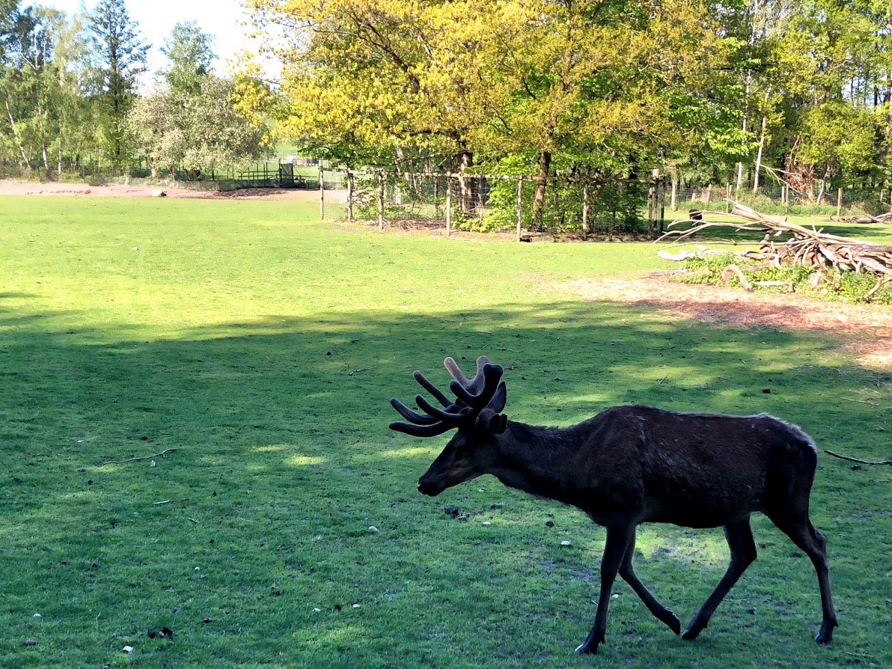 Wildpark Lüneburger Heide- red deer stag- 2021
