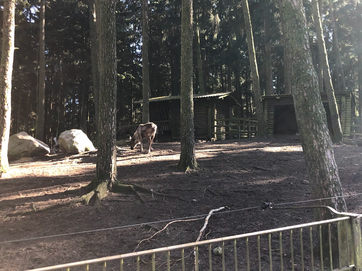 Wildpark Lüneburger Heide- reindeer in it's enclosure- 2021