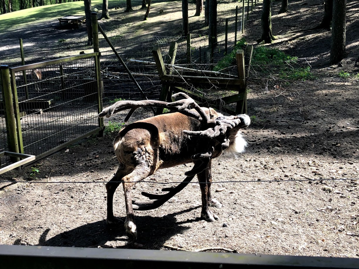 Wildpark Lüneburger Heide- reindeer using his antlers smart- 2021