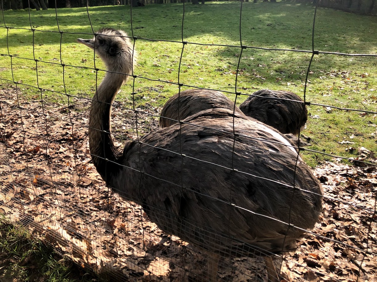 Wildpark Lüneburger Heide- rhea- 2021
