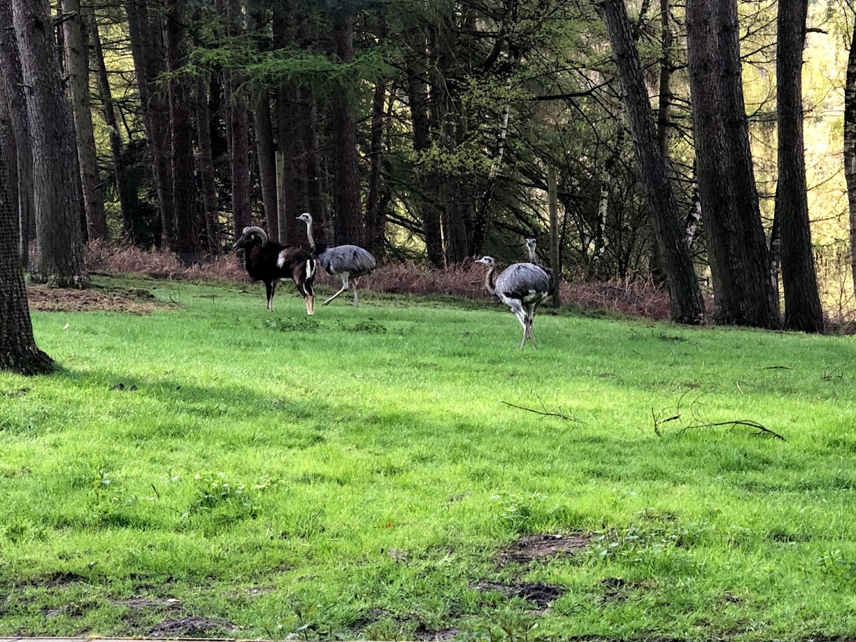 Wildpark Lüneburger Heide- rhea and mouflon- 2021