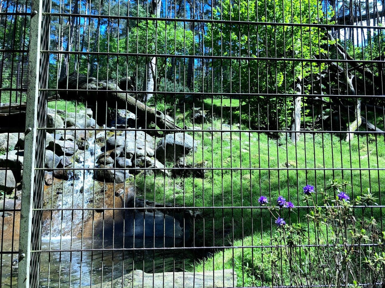 Wildpark Lüneburger Heide- snow leopard "mountain"- 2021