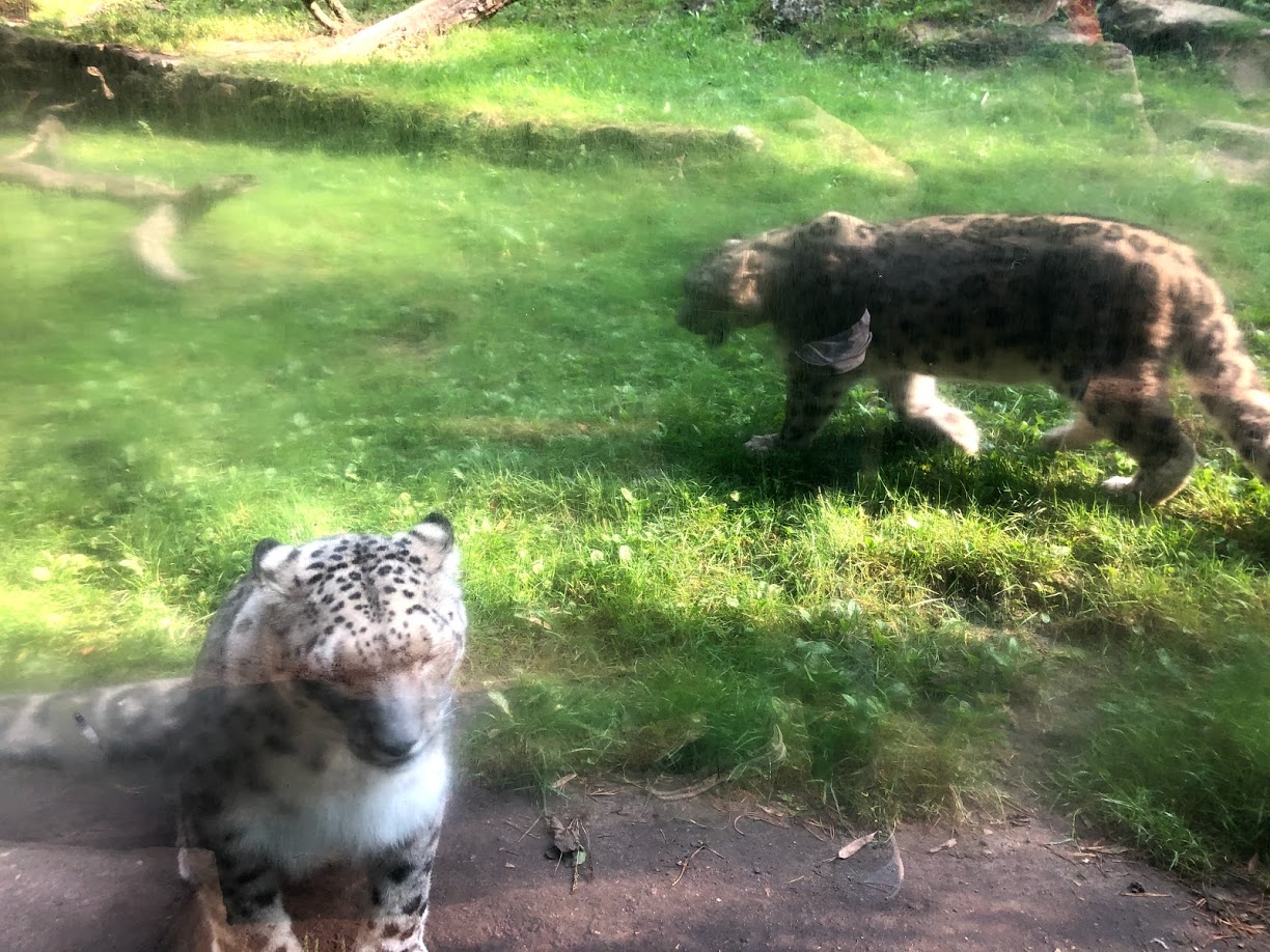 Wildpark Lüneburger Heide- snow leopards- 2020