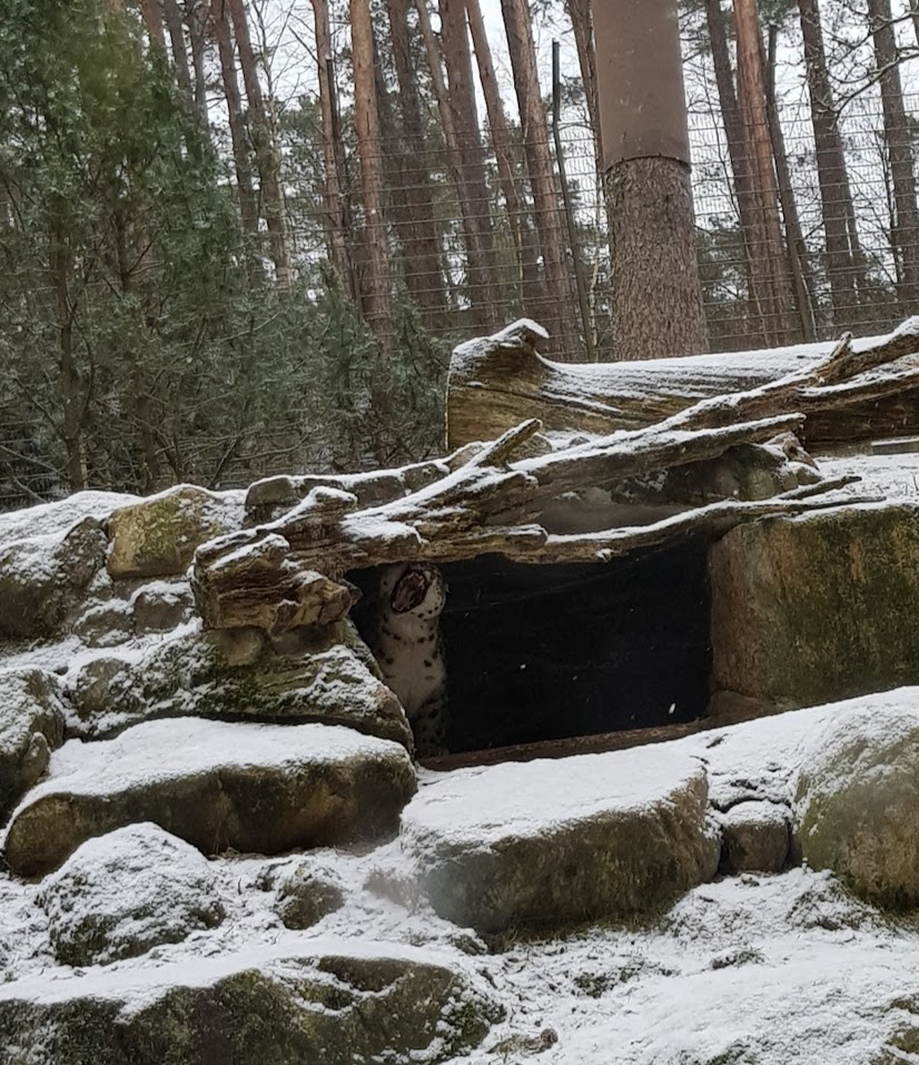 Wildpark Lüneburger Heide- snowleopard yawning- 2019