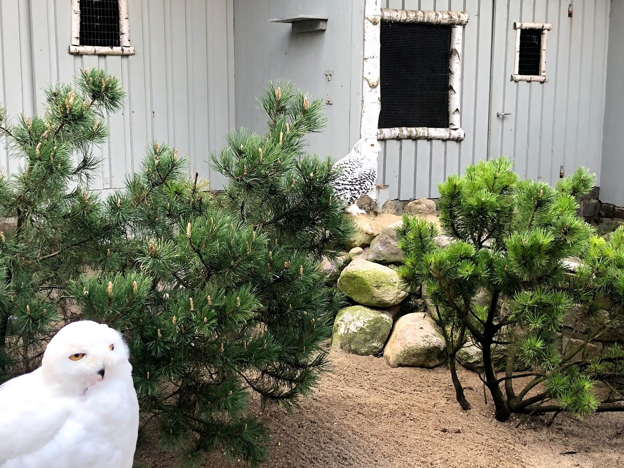 Wildpark Lüneburger Heide- snowy owl couple- 2021