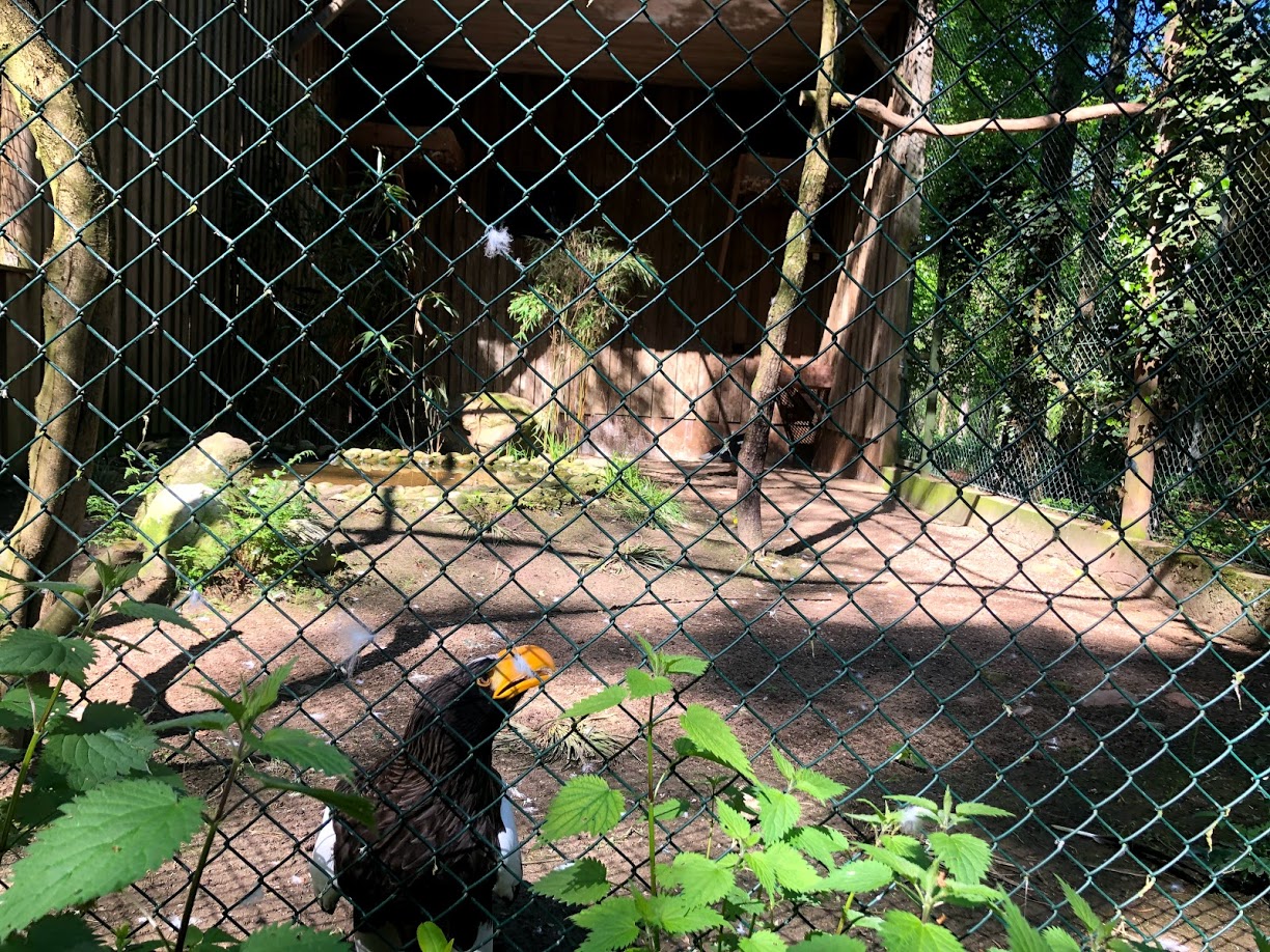 Wildpark Lüneburger Heide- Steller's sea eagle in its aviary- 2021