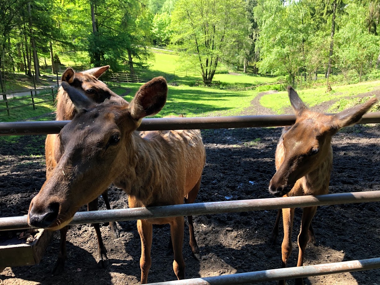 Wildpark Lüneburger Heide- three female elk- 2021
