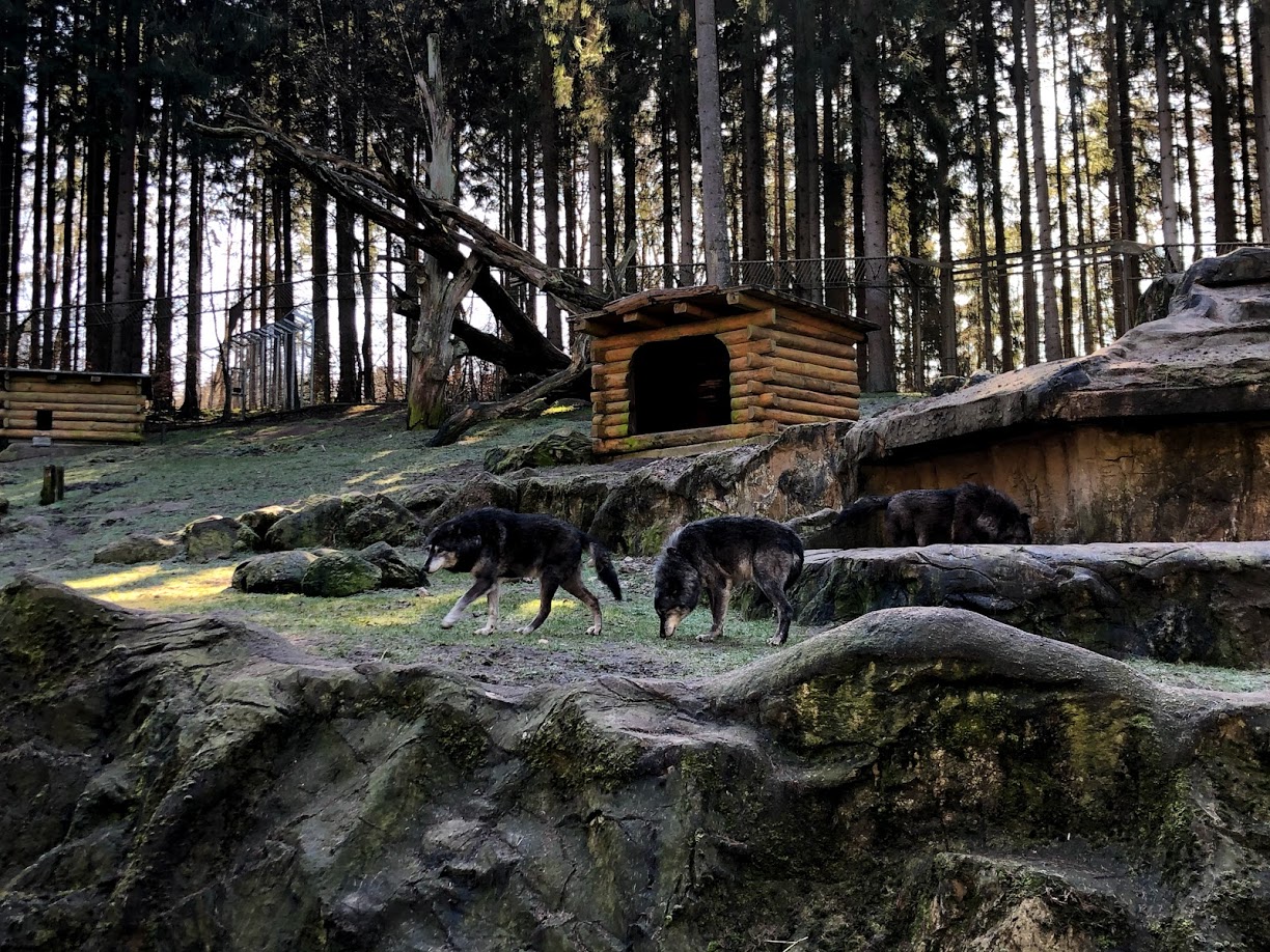 Wildpark Lüneburger Heide- timber wolves in Kamschtkan bear enclosure- 2021