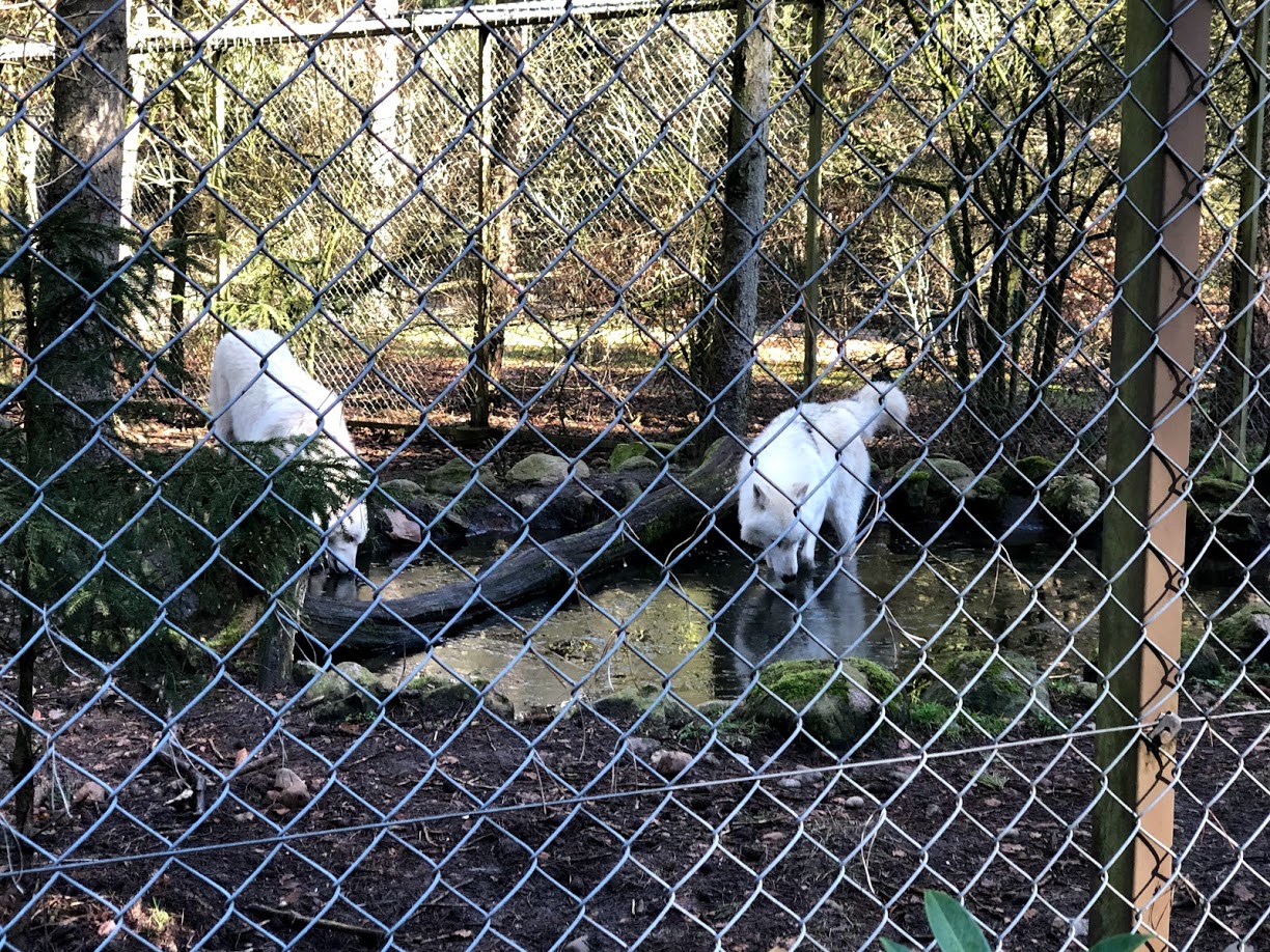 Wildpark Lüneburger Heide- two arctic wolves- 2021