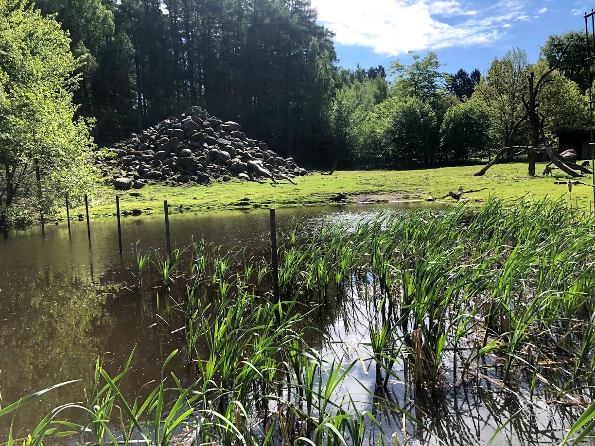 Wildpark Lüneburger Heide- view onto ibex enclosure- 2021