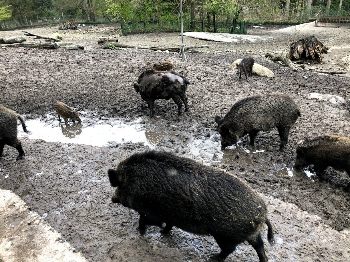 Wildpark Lüneburger Heide- wild boar group- 2021