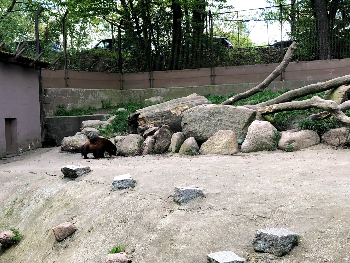 Wildpark Lüneburger Heide- wolverine in former brown bear and coati exhibit- 2021