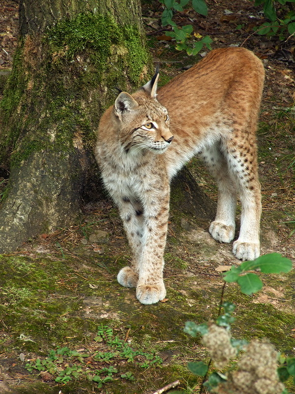 Wildpark Pforzheim - Lynx lynx