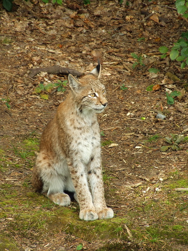 Wildpark Pforzheim - Lynx lynx
