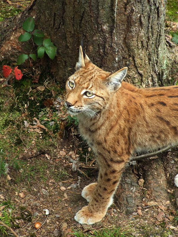 Wildpark Pforzheim - Lynx lynx