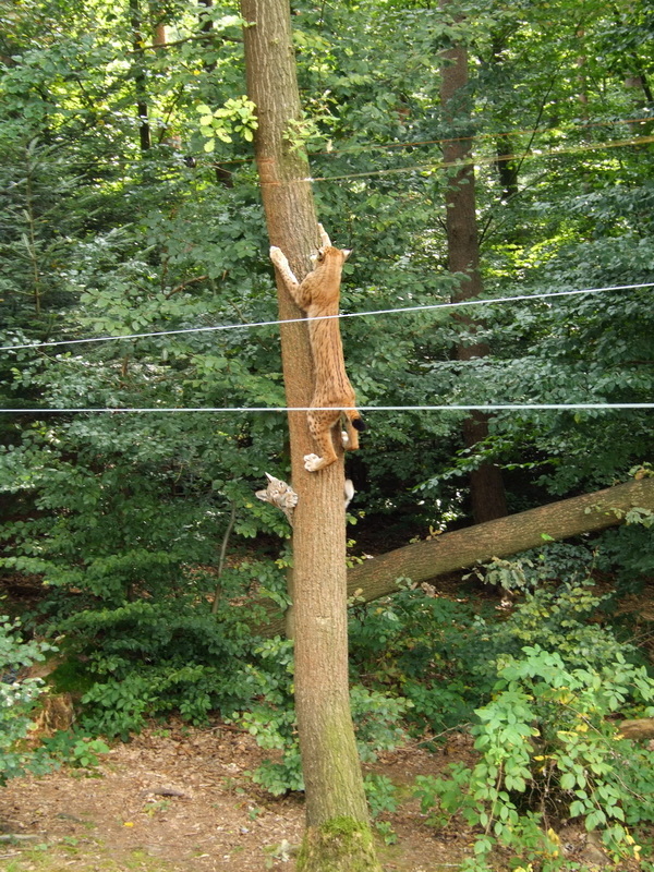 Wildpark Pforzheim - Lynx lynx