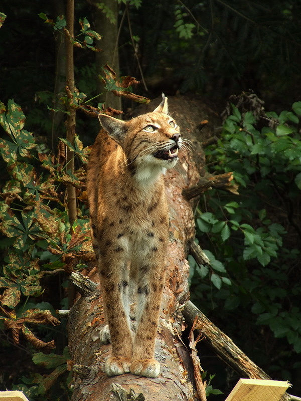 Wildpark Pforzheim - Lynx lynx
